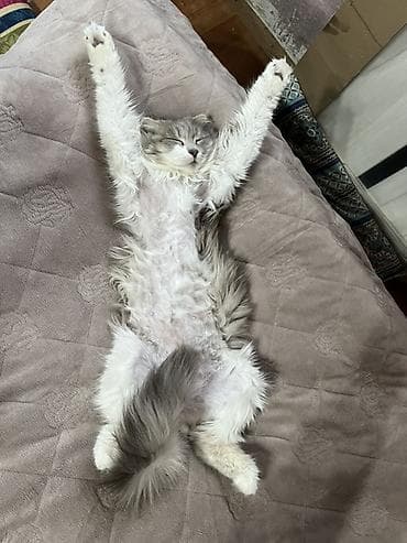 pulcuqlu heyvanlar: Yaxşı əllərə — 3