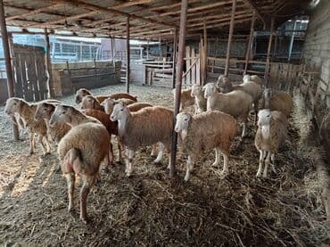 Dovşanlar: 20 eded heyvandır 12si erkek 8 disi Əlavə məlumat üçün mesajla — 3