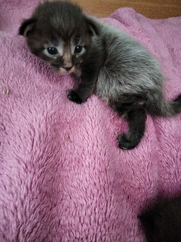 котята в добрые руки баку: Meyn-kun, Erkək, Dişi, Ünvandan götürmə — 5