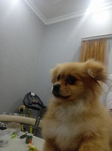 qurdbasar balaları: Şpitz, 4 ay — 6