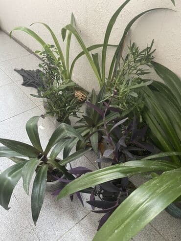 liliya gul: Otaq bitkiləri dəsti - Euphorbia milii (Tikanlı tac) – qalın tikanlı — 6