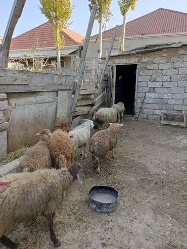 nişan şəkilləri: Erkək, il: 7, 29 kq, Ətlik — 3