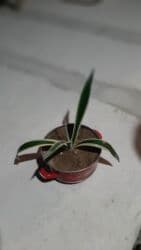 pul seyfi: Aloyavera otag bitgisi boyuyende daha bunanda gozel olur — 2