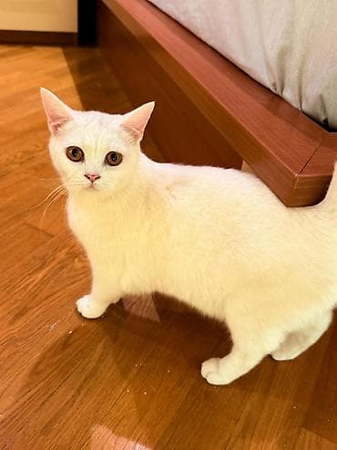 Salam kimde bele ağ bisy olsa sahiblenderimek istese menle əlaqə lalafo.az -da Salam kimde bele ağ bisy olsa sahiblenderimek istese menle əlaqə