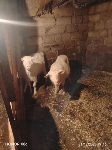 Toyuqlar: Qiymət cütünə ayıdır cütü 650 manata sani boğaz keçilər di isteyen — 1