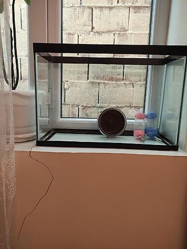 Pişiklər: Şəffaf şüşədən hazırlanmış, kiçik heyvanlar üçün uyğun bir qəfəs — 2