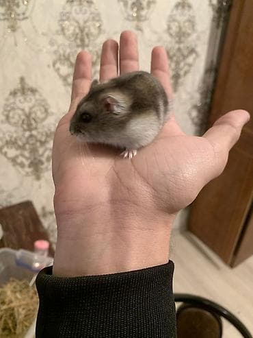 Cırtdan hamster (cüce hamster) – ev heyvanı - Növ: cırtdan (dwarf) lalafo.az -da Cırtdan hamster (cüce hamster) – ev heyvanı - Növ: cırtdan (dwarf)