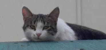 Dişi, Yaxşı əllərə, Ünvandan götürmə