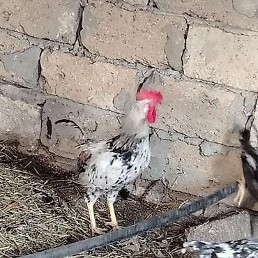 taxta domikler: Qarışıq yerli toyuq və xoruz sürüsü - Cinslər: yerli qarışıq (ağ — 9