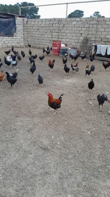 memar canlılar arı pətəyi: Yerli təsərrüfatdan müxtəlif cinsli ev toyuqları və xoruzlar - — 4