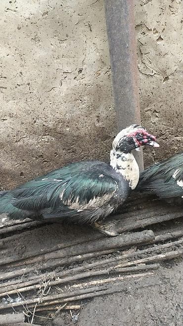 heyratı bece: Satılır: muskovi ördək (indoutka) - Cins: muskovi (sakit xasiyyətli — 2