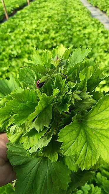 dekarativ aqaclar: Məhsul: İstixanada yetişdirilən dekorativ çiçəkli saksı bitkiləri — 3