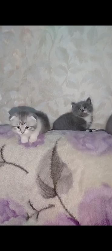 şotlanski pişik: Şotland, Erkək, Dişi, Yaxşı əllərə, Ünvandan götürmə — 6