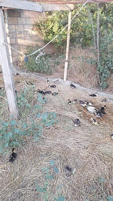Ördəklər: - Cins: Muscovy – ət və yumurta istiqamətli, sakit xarakterli, suda az — 4