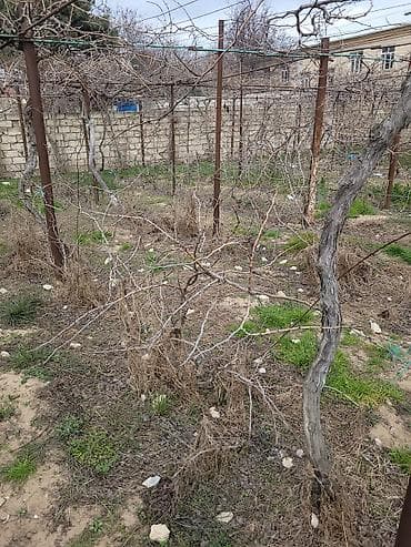 🍇 ÜZÜM AĞACLARININ SATIŞI 🍇 Bağ salmaq istəyənlər üçün hazır və — 5