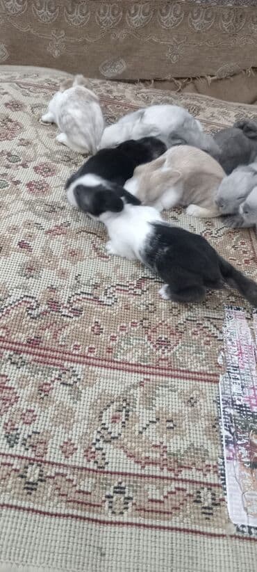 afçarka balası: Akor balası 10m — 20