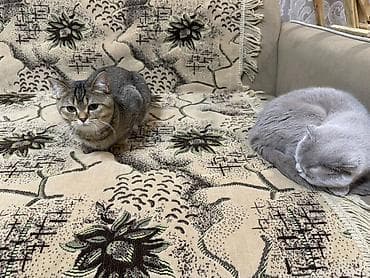 keciler: Şotland, Dişi, Yaxşı əllərə, Ödənişli çatdırılma — 3