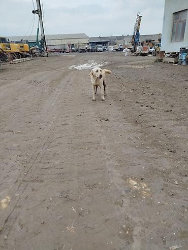 cins it: Labrador-retriver, 1 il, Erkek, Peyvəndli — 3