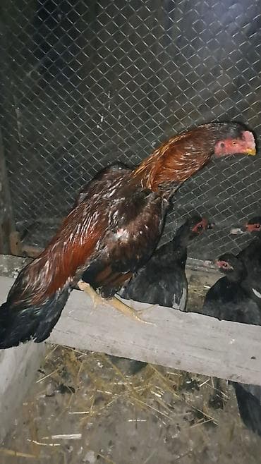 Другие с/х животные: Heyratı xoruz satılır cinsi qanı olan heyvandı təmiz türk hündür — 5