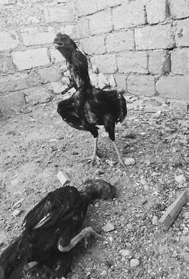 rottweiler tap.az: Xoruz, il: 2, Ünvandan götürmə — 2