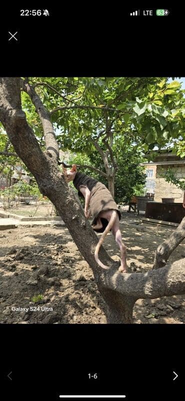 gence it bazari: Sfinks, Dişi — 3