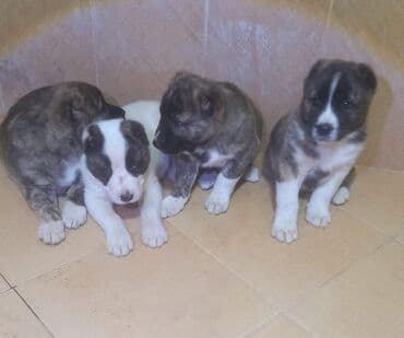 немецкий дог: Алабай — 4