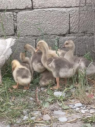 poni at satilir: Satilir boyukler 13 manat balacaları 10 manata — 1