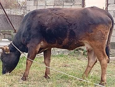 Коровы, быки: Ətlikdi 1 qarin dogub super kokdu Real alcilalar Narahat etsin Başı — 5