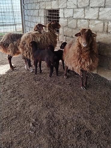Qoyun və quzu dəstəsi - Cins: yerli yağlı quyruq tipli (qəhvəyi