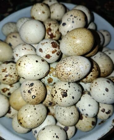 Yumurta: Məhsul: Bildirçin yumurtası Təsvir: - Təbii ləkəli qabıqlı bildirçin — 1