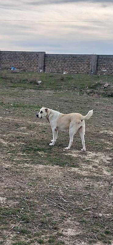 tap az pitbull: Qurdbasar, 2 il, Dişi, Peyvəndli, Ödənişli çatdırılma — 5