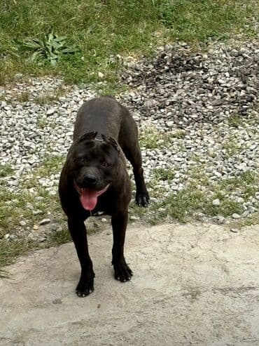 pitbul: Pitbul, Peyvəndli — 3