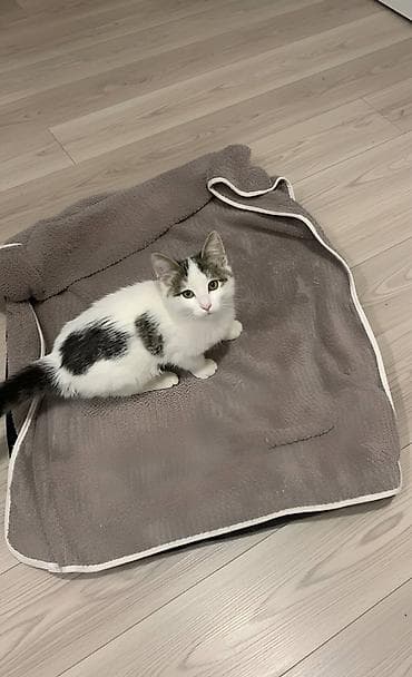 Erkək, Yaxşı əllərə