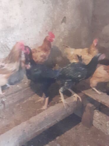 Akvarium aksessuar və ləvazimatları: Xoruz, Heyratı, il: 4, Ünvandan götürmə — 2