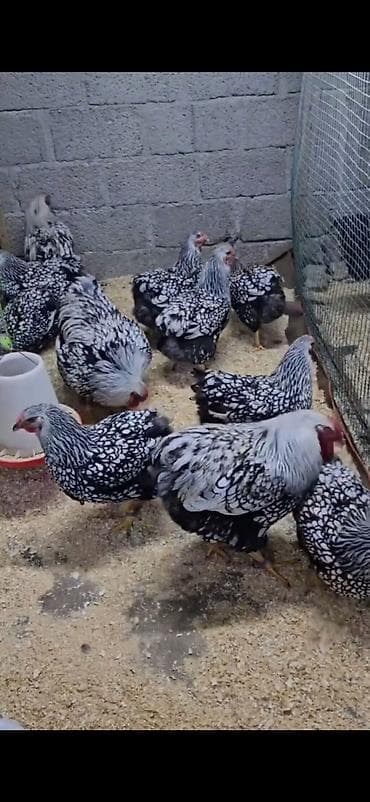 Toyuq, Damazlıq lalafo.az -da Toyuq, Damazlıq