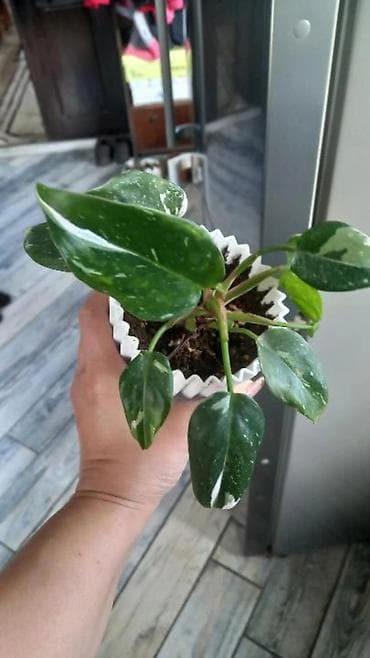 Другие растения: Filodendron Vayt Princess(variegatlı) otaq bitkisi - Bitki — 1