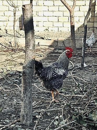 Toyuqlar sağlamdır biri 2 manatdan əliyandıda