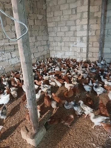 kənd cuceleri: Toyuq cücələri, Ətlik — 2