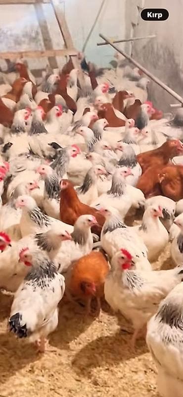 Gəmiricilər: Toyuq, Ətlik — 1