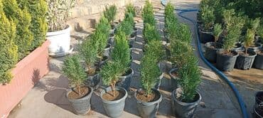 gül toxumları satışı: Dekorativ çöl bitkilərinin satışı və Sifarişlə yetişdirilməsi.Satış — 11