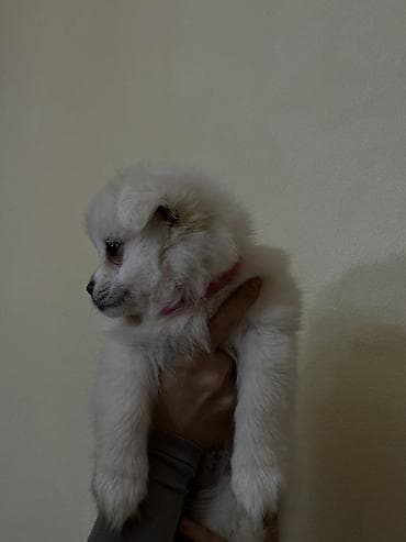 Şpitz, 2 ay, Dişi — 3