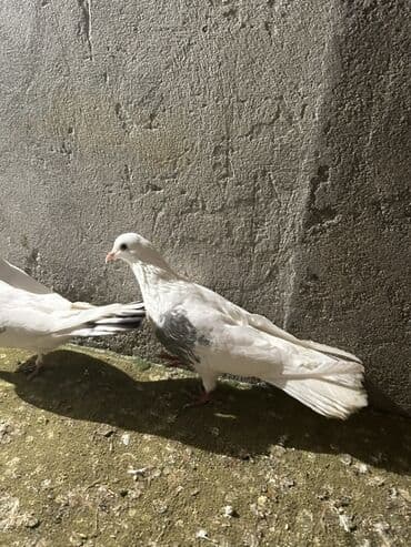 Alfa Romeo: Kom 10 nan — 5