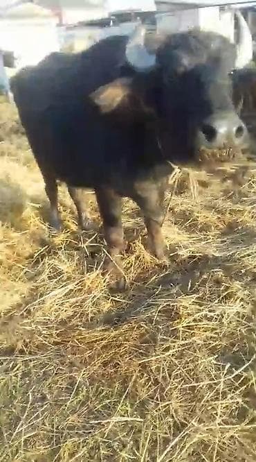 Məhsul: Camış (su camışı) Təsvir: - Qara rəngli, güclü bədən quruluşu — 2