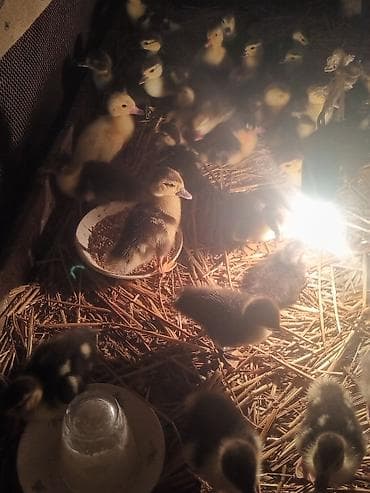 qaqa ördəyi: 3 günlük muscovy(lal) ördək balaları satilr — 1