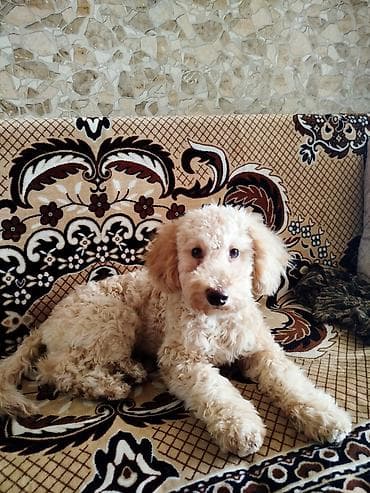 it şekli: Pudel, 4 ay, Erkek — 3