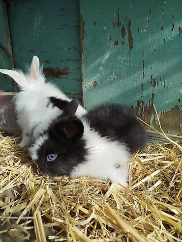 balaca dovşan: Miniatür dekorativ dovşanlar – müxtəlif rənglər və uzun tüklü Lionhead — 3