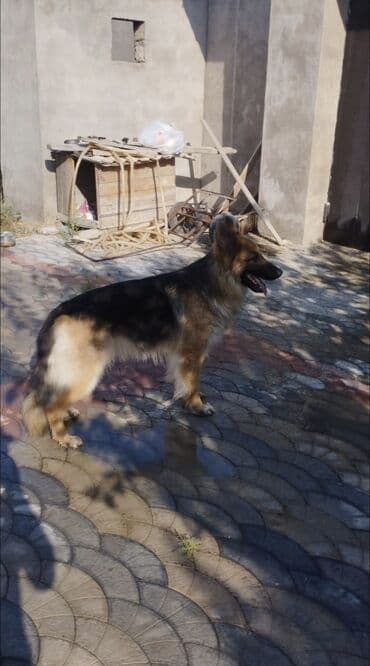 alman çoban köpeği: Alman çoban iti, 2 il, Erkek — 3