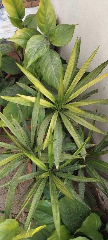 qadın xoşbəxtliyi: Qadın xöşbəxtliyi gülü, torpağı münbit torpaqdır,gül sağlamdır,ev və — 8