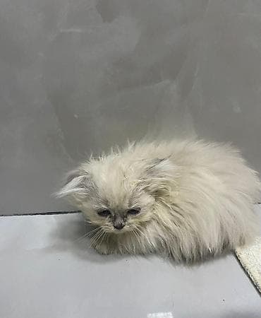 akvarium yumru: Erkək, Dişi, Yaxşı əllərə, Rayonlara çatdırılma, Ödənişli çatdırılma, Ünvandan götürmə — 3