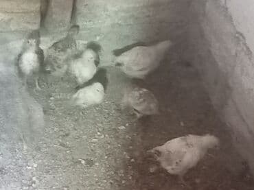 чау чау цена в баку: Tam saglam kənd cücələri 2. 50 az tobdan — 2